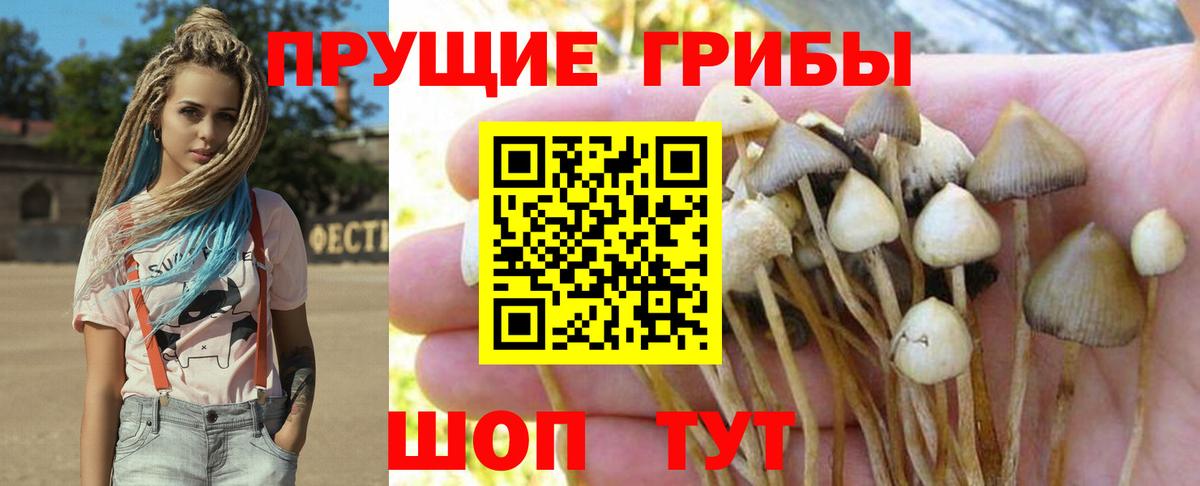 Североморск  Псилоцибиновые грибы GOLDEN TEACHER  Вход с VPN 